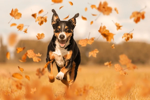 🐾 Seasonal Pet Care Tips: Keep Your Pets Happy All Year Round