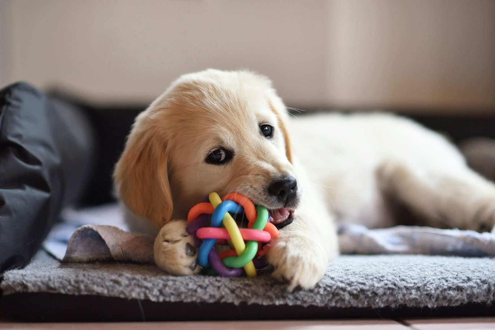 🐾 DIY Pet Toys and Enrichment Activities