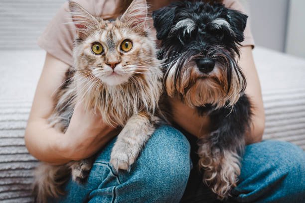 🏡 How to Create a Pet-Friendly Home Environment